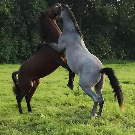De Rosemont Saint-Pol-sur-Ternoise