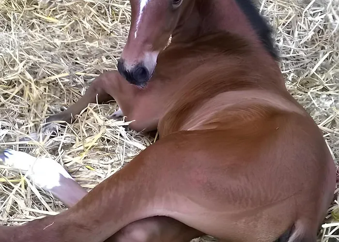 De Rosemont 度假居 Saint-Pol-sur-Ternoise