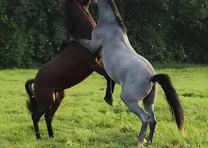 De Rosemont Saint-Pol-sur-Ternoise